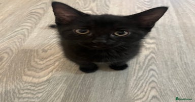 Mixed Breed cats in Waltham Cross - Advert 2