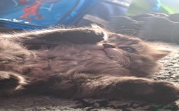 Mixed Breed cats for sale: Two Perdoll Female Kittens Looking for a Home - Image 17
