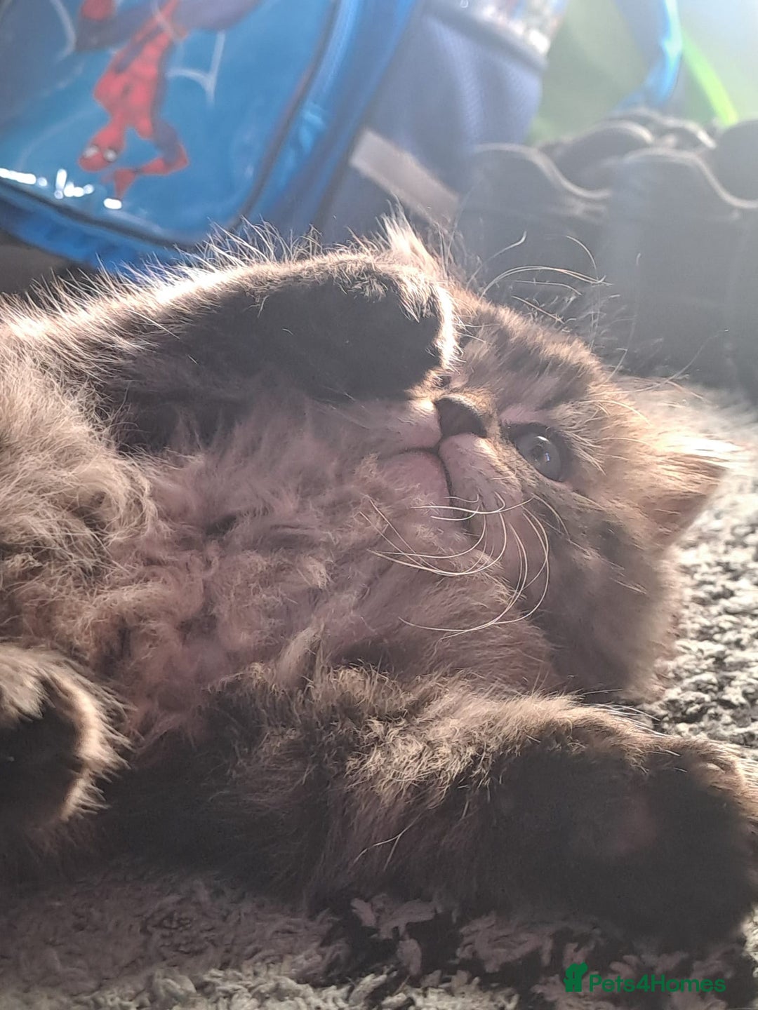 Mixed Breed cats for sale: Two Perdoll Female Kittens Looking for a Home - Image 17