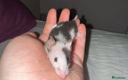 Mouse rodents for sale: Range of different female and male mice  - Image 2