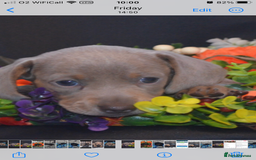 Dachshund dogs for sale: KC registration dachshund  - Image 11