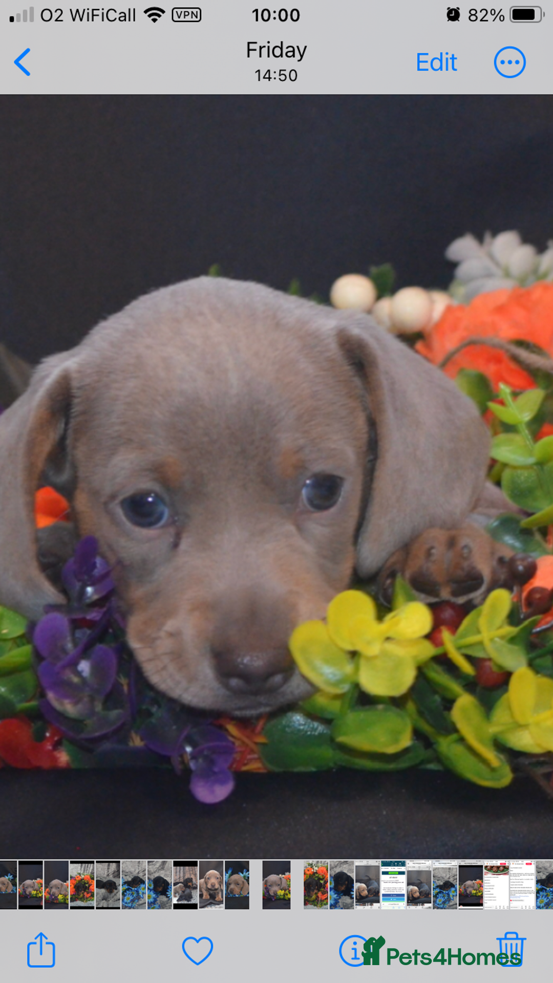 Dachshund dogs for sale: KC registration dachshund  - Image 11