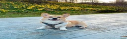 Welsh Corgi Pembroke dogs for sale: Champion bloodlines on both sides, great with kids - Advert 26