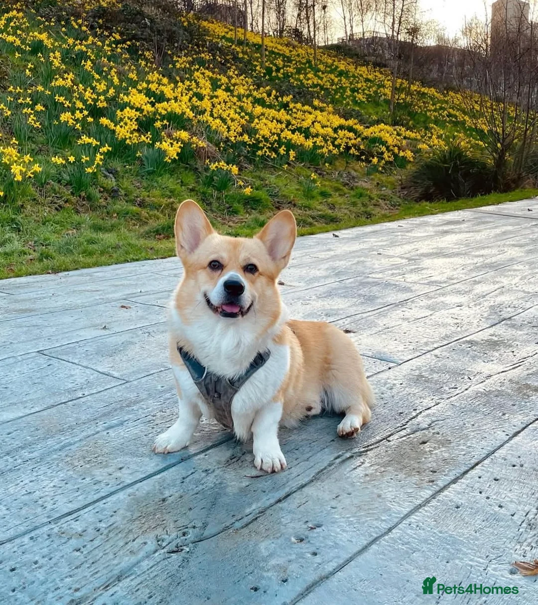 Welsh Corgi Pembroke dogs for sale: Champion bloodlines on both sides, great with kids - Advert 26