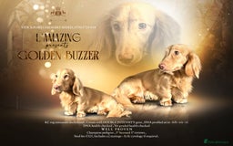 Miniature Dachshund dogs for stud: CREAM DOUBLE INTENSITY STUD! KC reg 5* reviews  in Stockport - Image 1