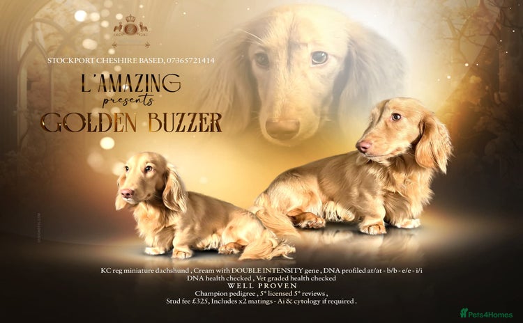 Miniature Dachshund dogs in Stockport - Advert 4