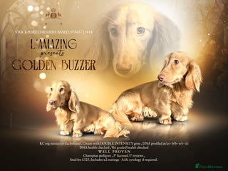Miniature Dachshund dogs in Stockport - Advert 14