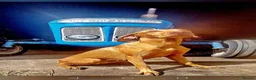 Hungarian Vizsla dogs for sale: Beautiful pedigree Hungarian vizsla litter of 9  - Advert 3