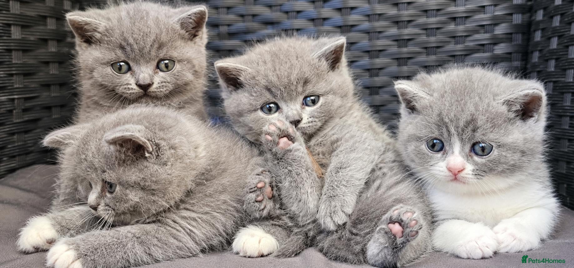 British Shorthair cats GCCF Registered British Shorthair Kittens - Advert 1