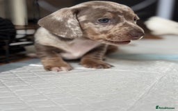 Miniature Dachshund dogs for sale: Beautiful kc mini dachshunds  - Image 8