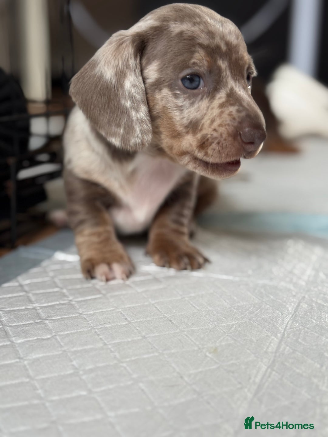 Miniature Dachshund dogs for sale: Beautiful kc mini dachshunds  - Image 8