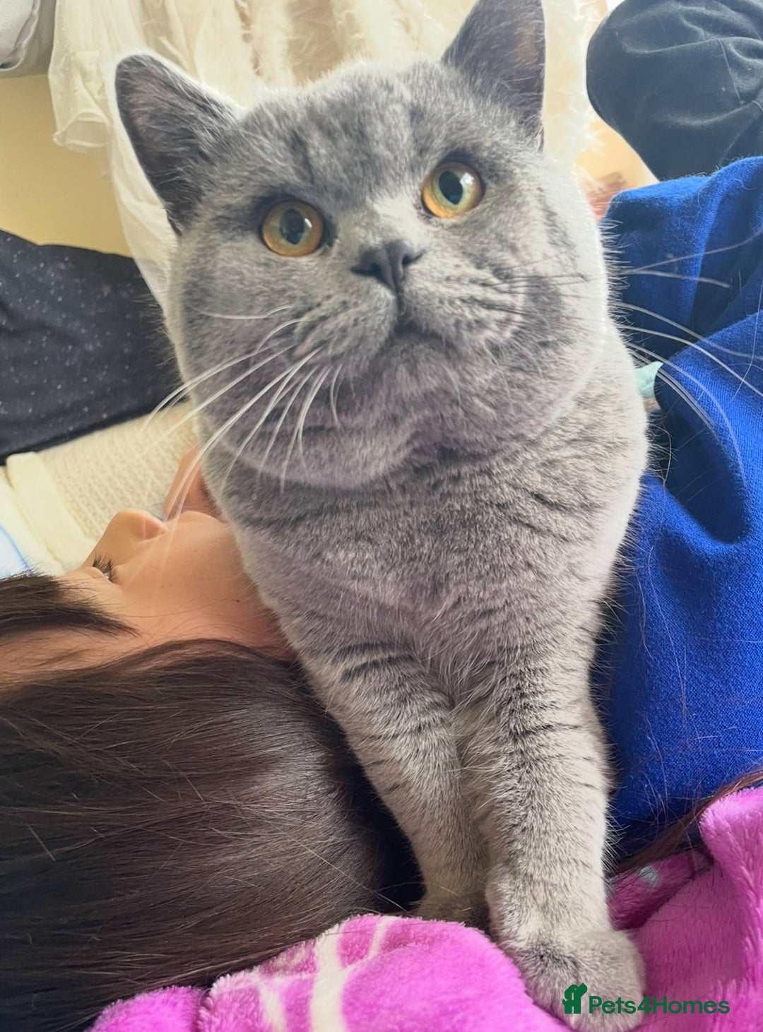 British Shorthair cats for sale: Beautiful British shorthair  - Advert 7