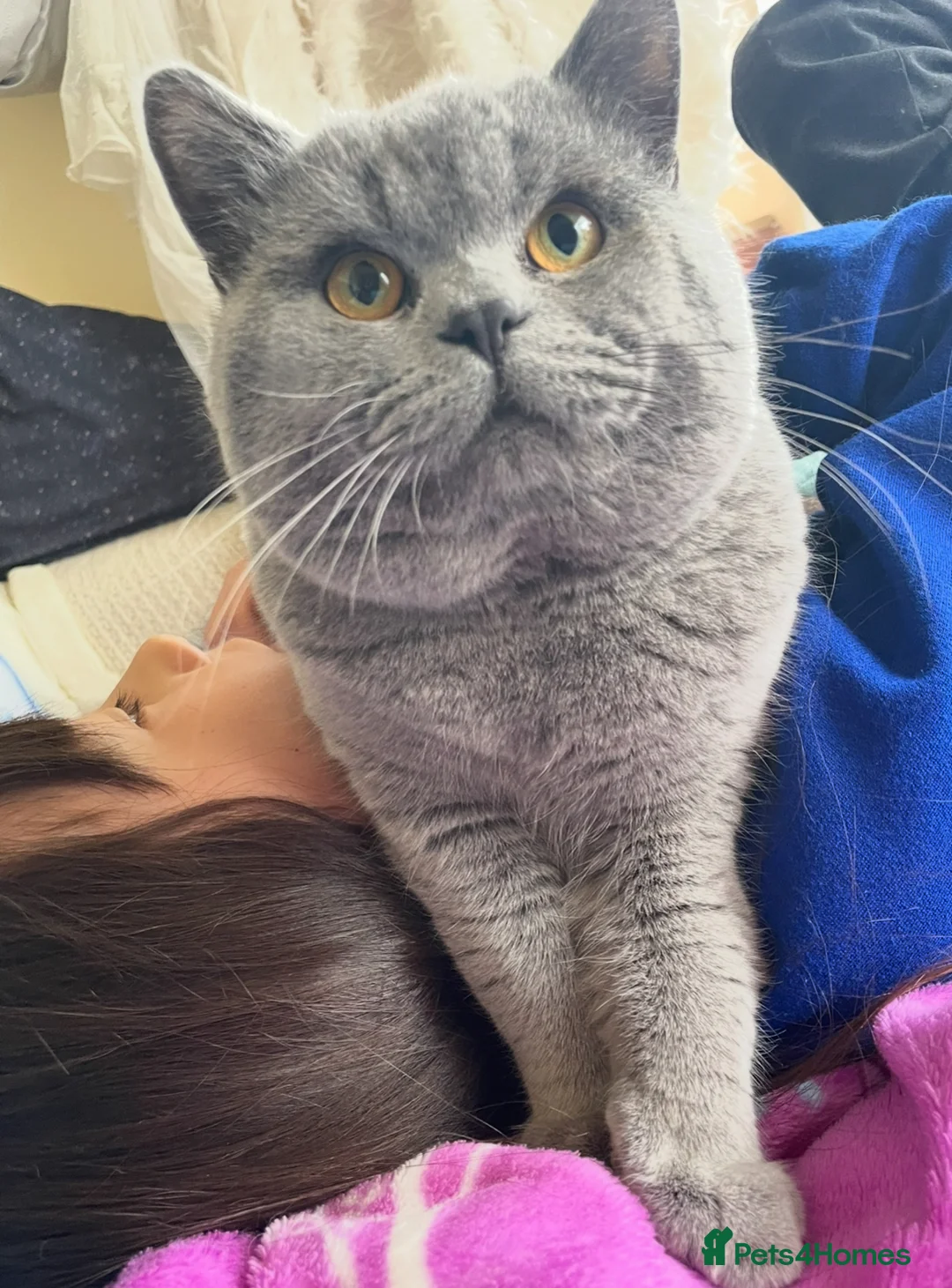 British Shorthair cats for sale: Beautiful British shorthair  - Advert 6