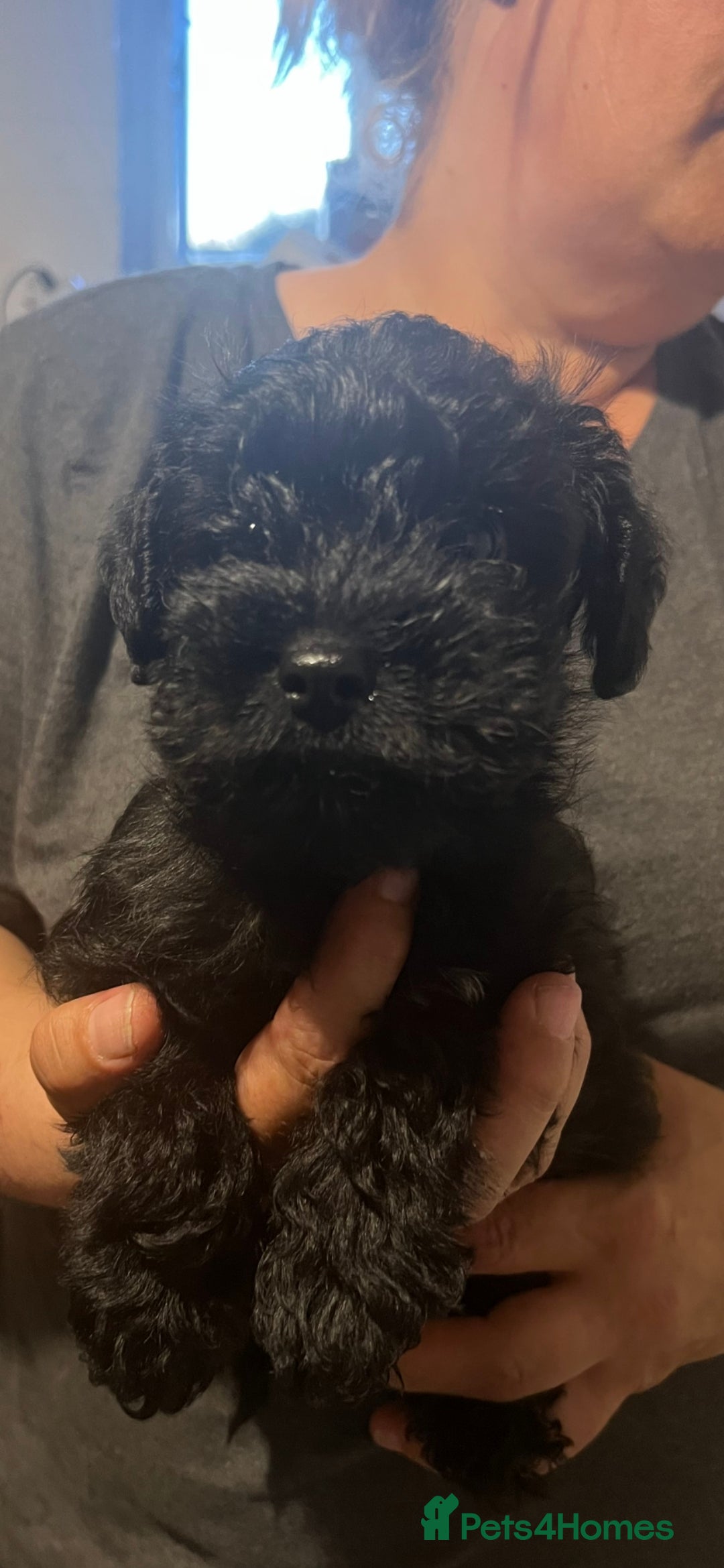 Schnoodle dogs for sale: Schnoodle puppys  - Image 5