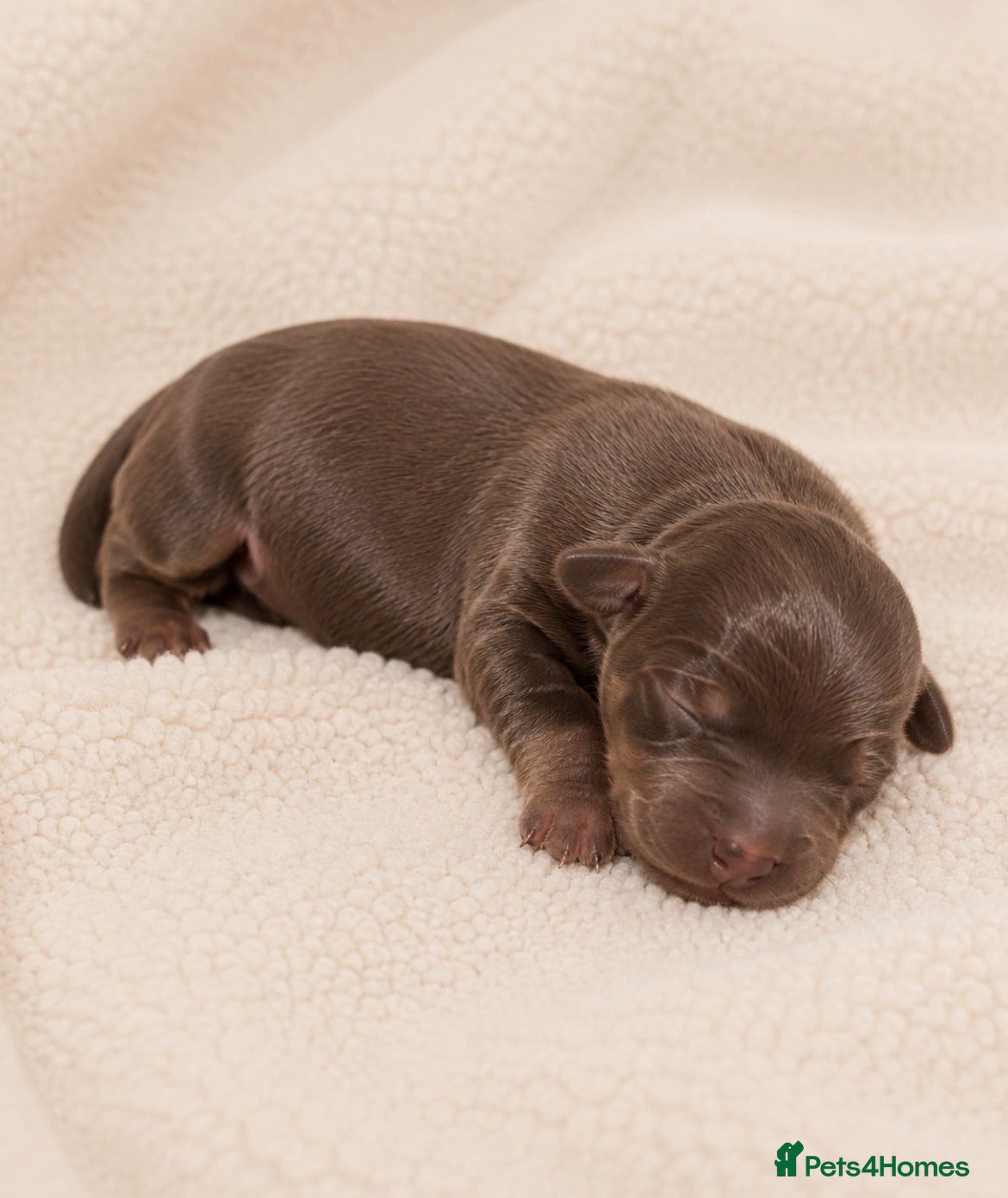 Miniature Dachshund dogs 👑⭐️Quality KC Miniature Dachshunds⭐️👑 - Advert 2