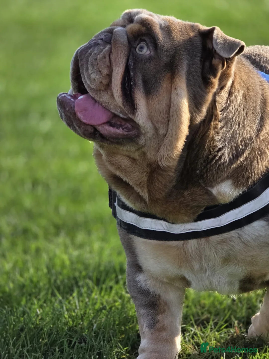 English Bulldog dogs for stud: The Scouse General - Advert 3