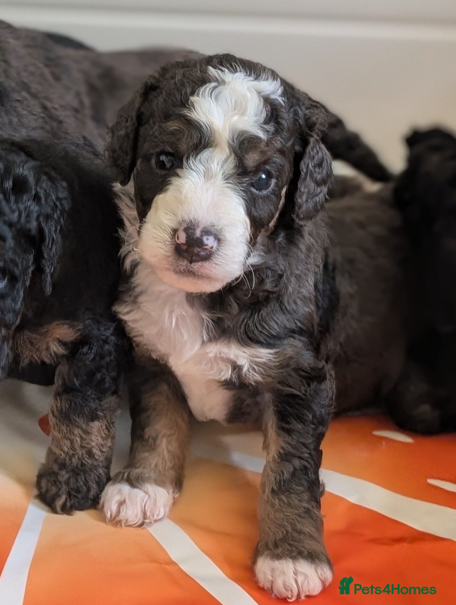 Bernedoodle dogs Miniature Australian Bernedoodles **2 Remaining** - Advert 3