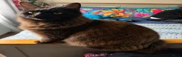 Mixed Breed cats for sale: Maine coon cross mixed  - Advert 1