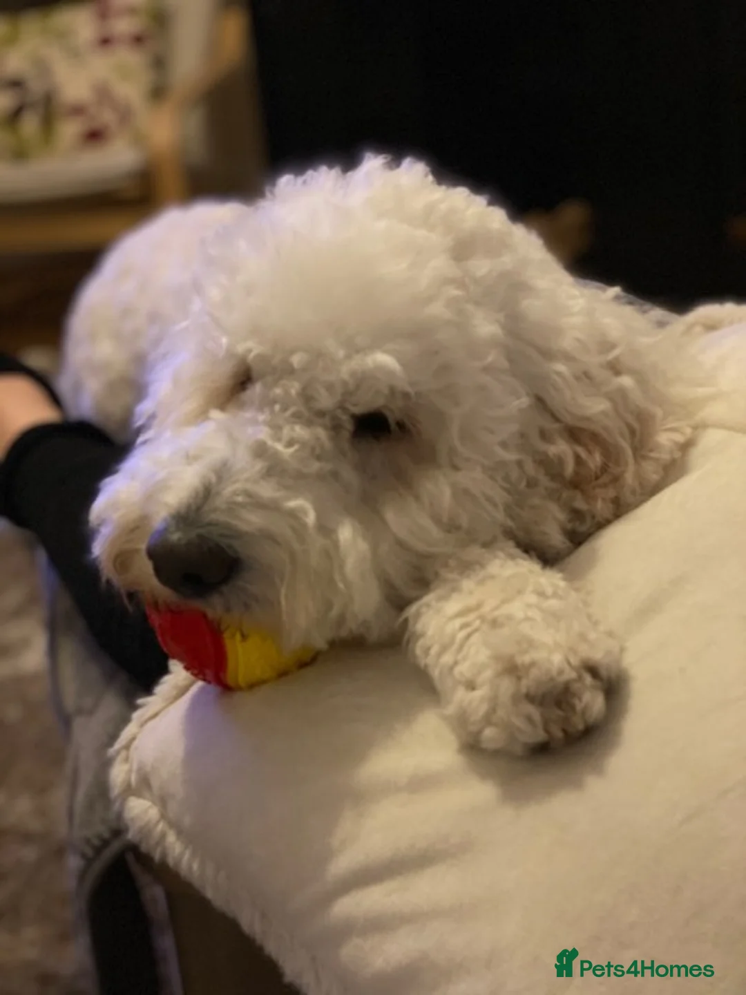 Gallery Image {{count}}