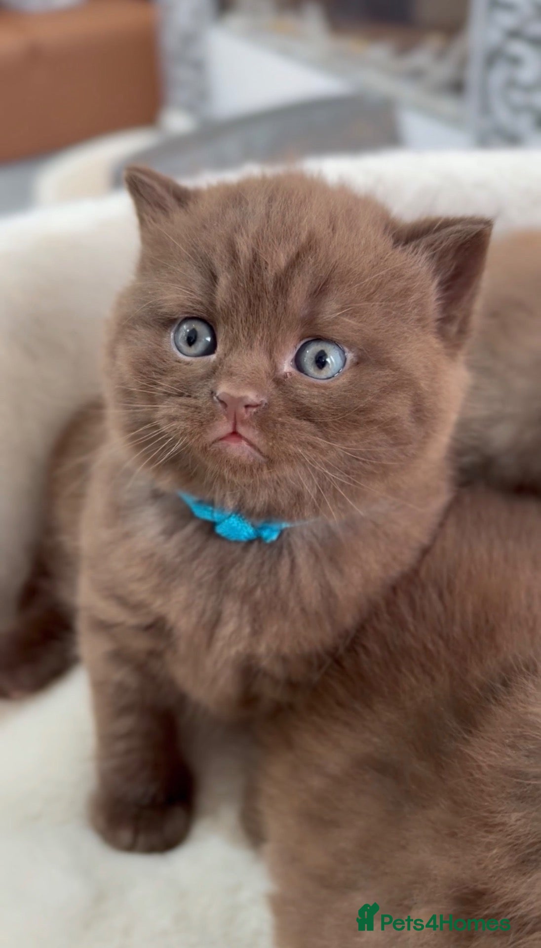 British Shorthair cats for sale: Cinnamon BSH Kittens – 3 Boys  - Advert 8