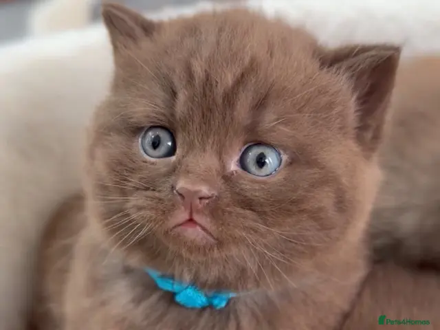 British Shorthair cats for sale: Cinnamon BSH Kittens – 3 Boys - Advert 8