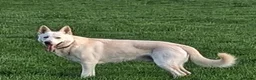 German Shepherd dogs for sale: White German Shepherd Dog 6 Years Old - Advert 7