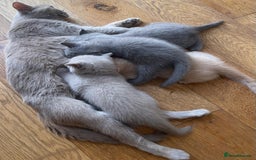 British Shorthair cats for sale: Beautiful 5th generation British shorthair kittens - Image 16