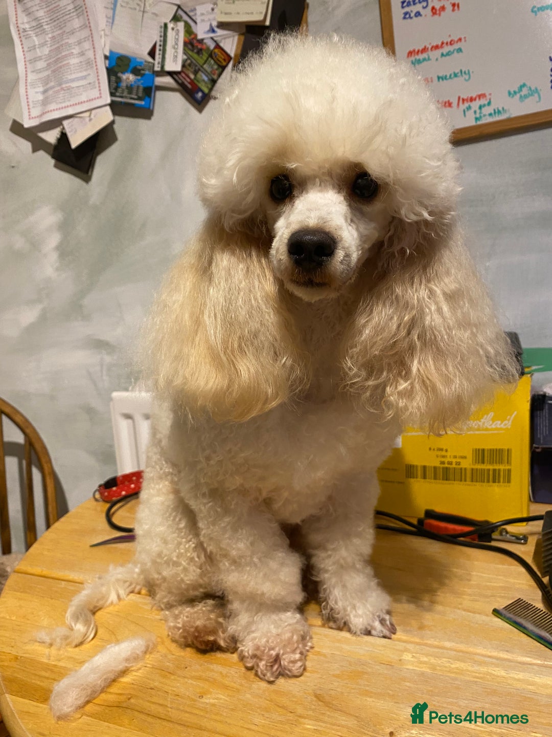 Toy Poodle dogs for sale: Gorgeous apricot toy poodle boy - Advert 3