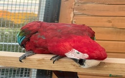 Macaws birds for sale: Pair of greenwings lovely big birds  - Image 1