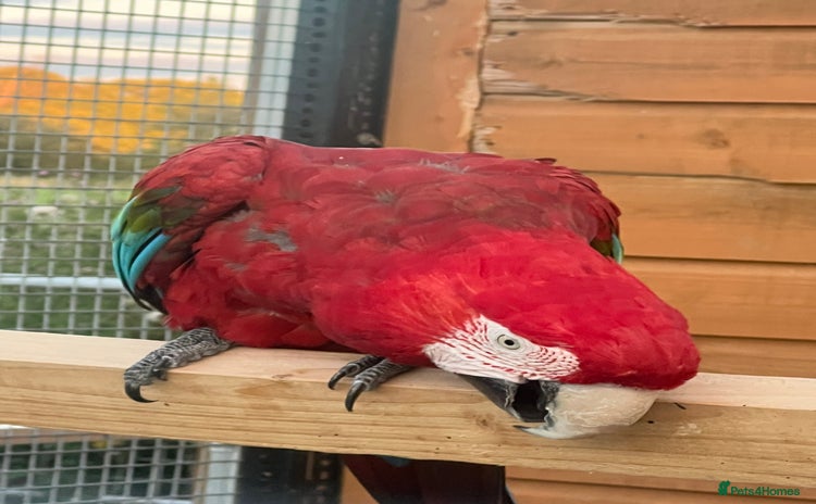 Macaws birds - Advert 13