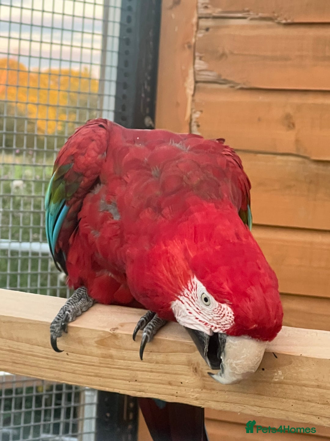 Macaws birds for sale: Pair of greenwings lovely big birds  - Image 1