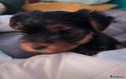 Yorkshire Terrier dogs for sale: Female Yorkshire terrier  - Image 1