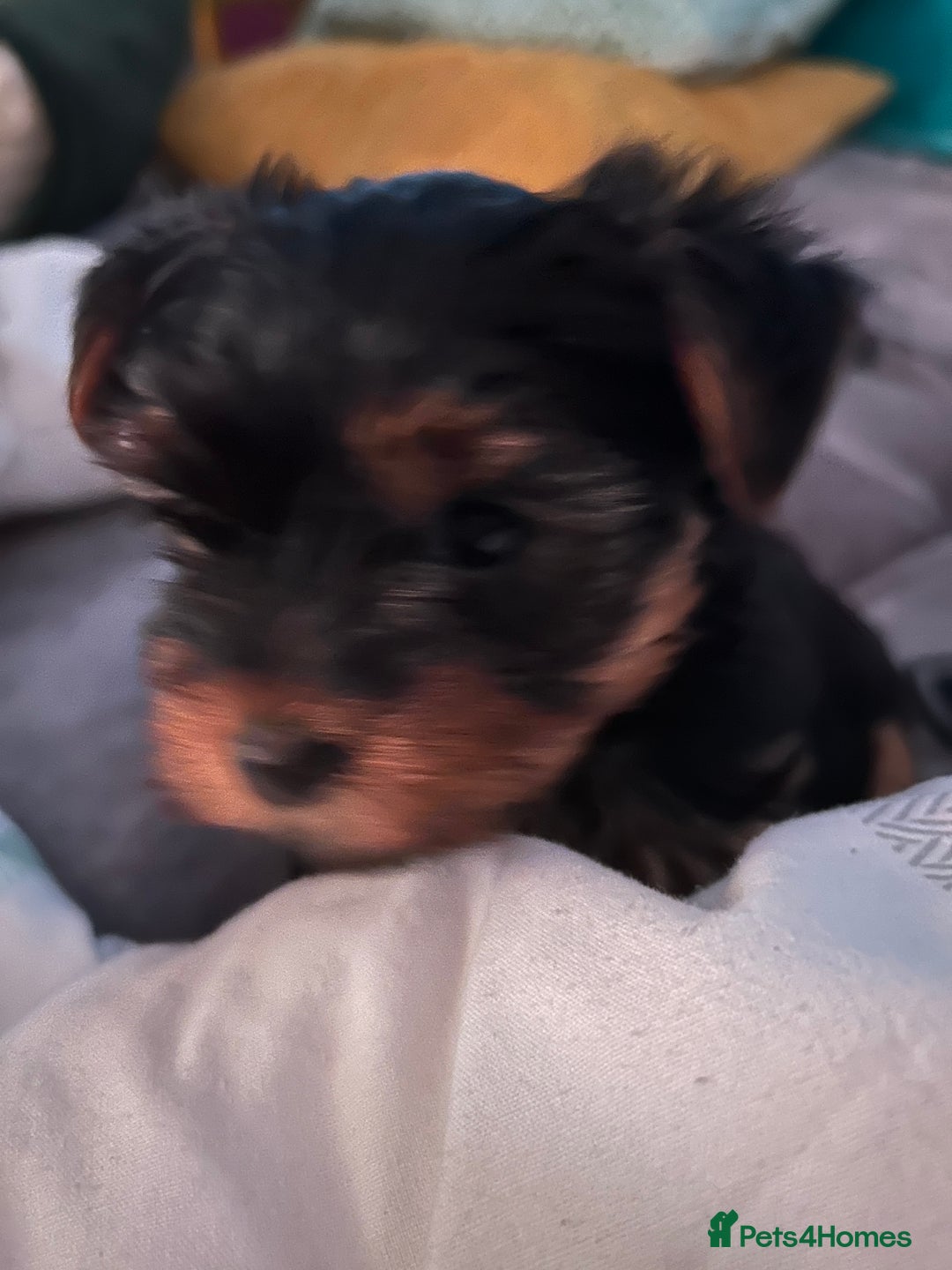 Yorkshire Terrier dogs for sale: Female Yorkshire terrier  - Image 1