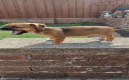 Mixed Breed dogs for sale: Jack Russell x Boarder Terrier girl pup - Image 4
