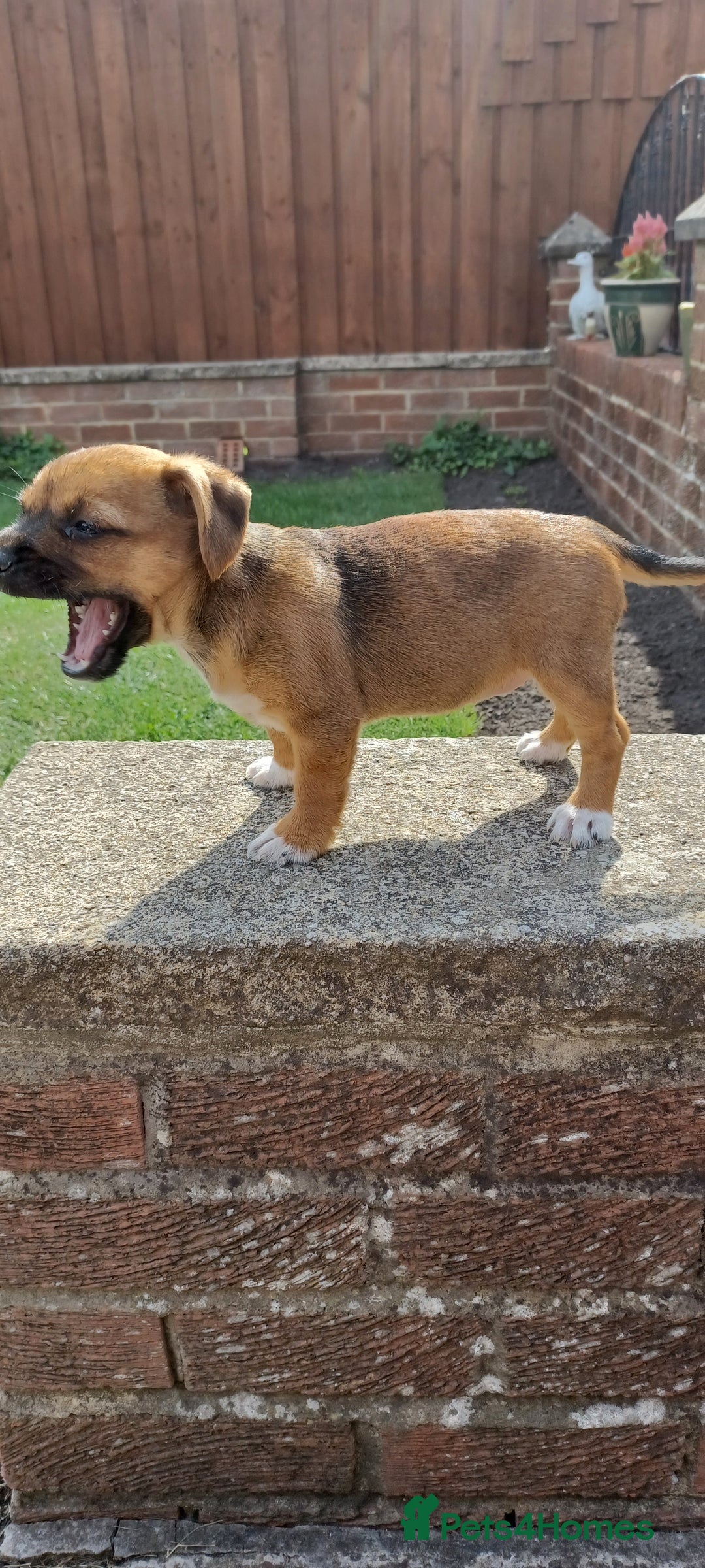 Mixed Breed dogs for sale: Jack Russell x Boarder Terrier girl pup - Image 4