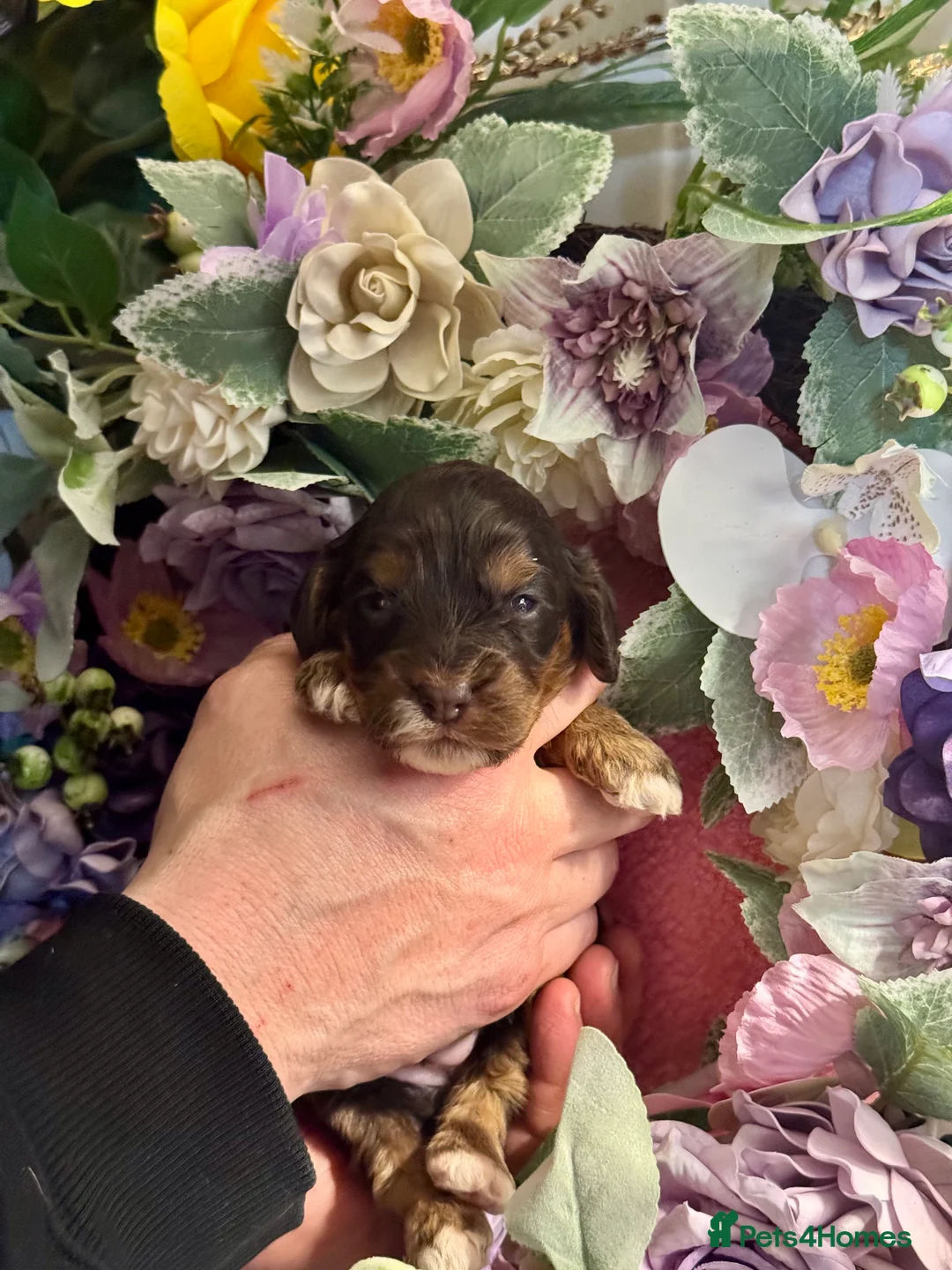 Cockapoo dogs for sale: 8 dna clear gorgeous Cockerpoo puppies  - Advert 6