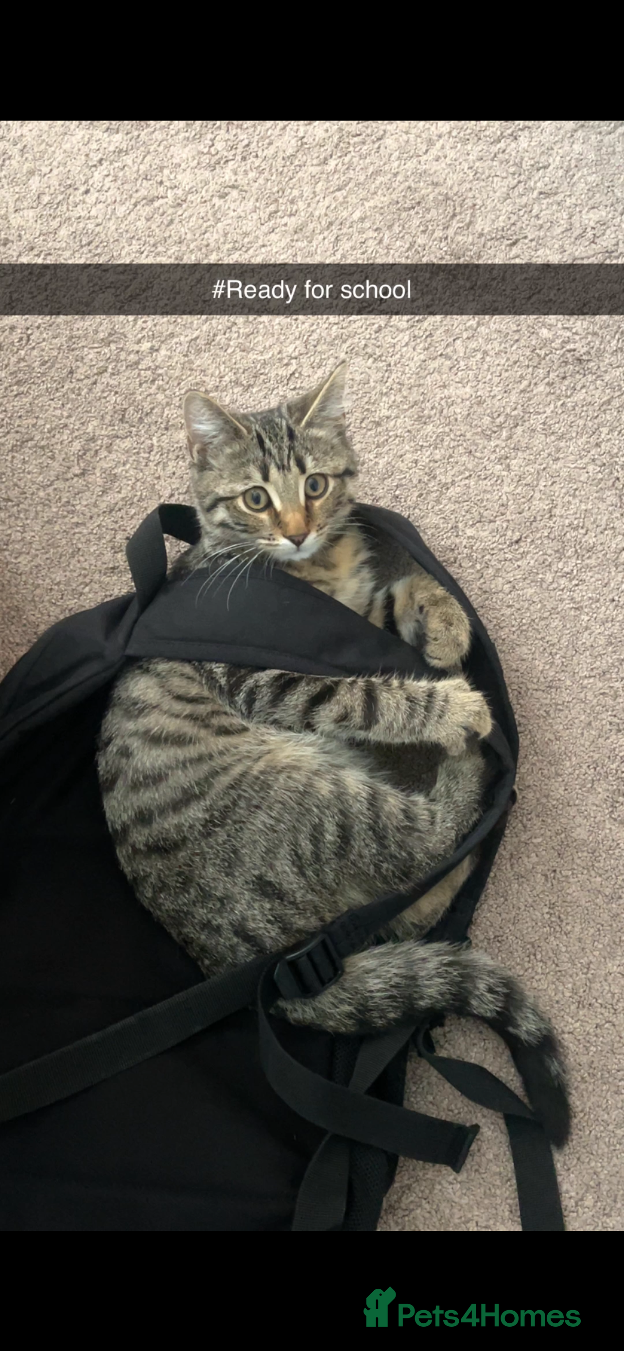 Mixed Breed cats 4 month old male kitten ready to leave - Advert 17