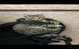 Mixed Breed cats for sale: 4 month old male kitten ready to leave - Image 1