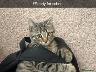 Mixed Breed cats - Advert 12