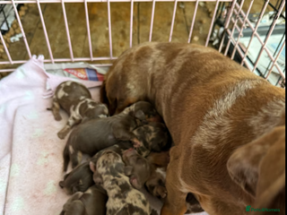 Miniature Dachshund dogs - Advert 1