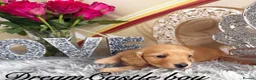 Miniature Dachshund dogs for sale: Beautiful Long Coat Miniature Dachshund Puppies in Worthing - Advert 8