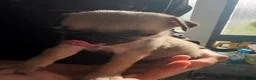 Pug dogs for sale: BEAUTIFUL PUG PUPPIES – NOW AVAILABLE TWO LEFT  - Advert 3