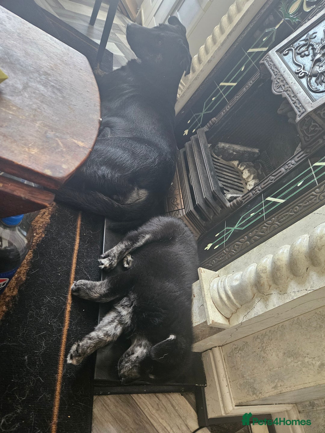 Mixed Breed dogs for sale: Boys  - Image 6
