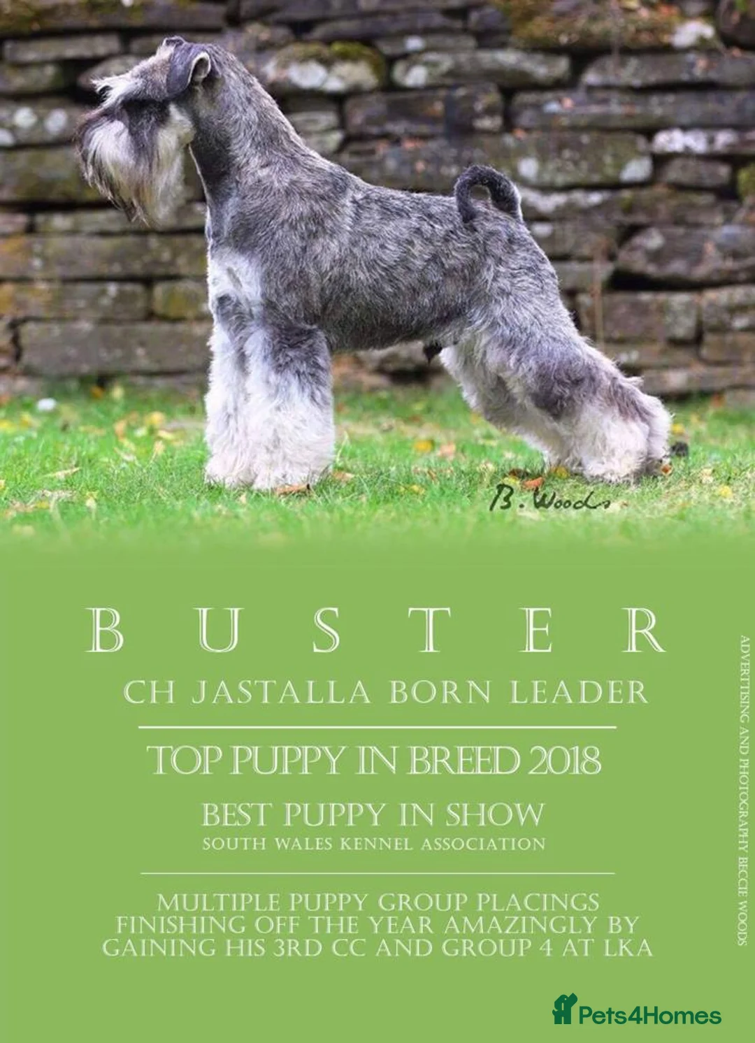 Miniature Schnauzer dogs for sale: Miniature Schnauzer Puppies  in Manchester - Advert 2