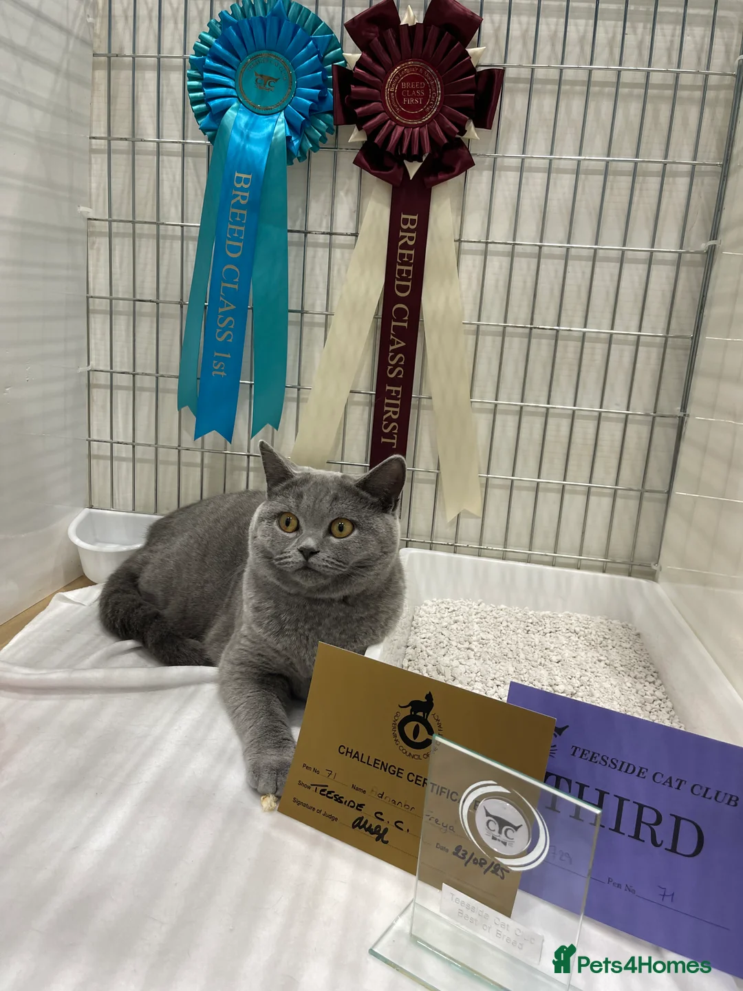 British Shorthair cats for sale: BRITISH SHORTHAIR KITTENS (registered) - Advert 18