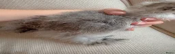 Chickens poultry for sale: Two UNSEXED fluffy hand reared silkies for sale!  - Advert 6
