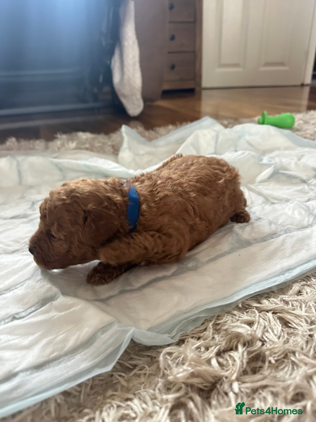 Cavapoochon dogs for sale: Beautiful cavapoochon puppies - Image 8