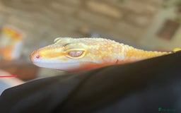 Leopard Gecko reptiles for sale: Leopard Gecko - Image 5