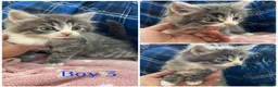 Mixed Breed cats for sale: Gorgeous kittens for sale - Advert 2