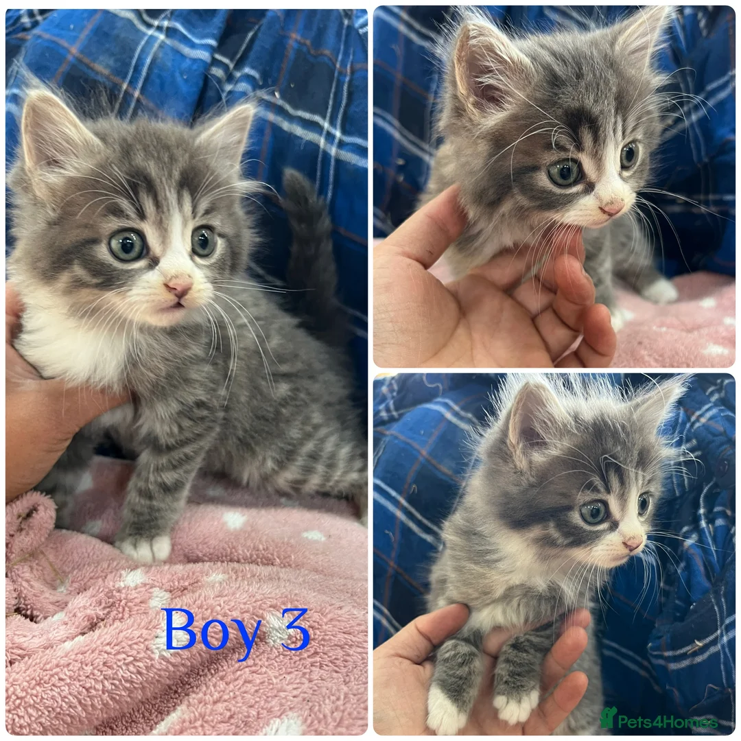 Mixed Breed cats for sale: Gorgeous kittens for sale - Advert 2